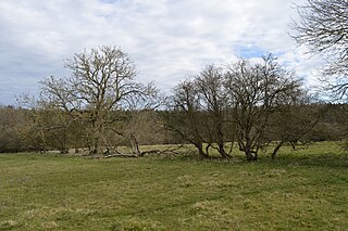 <span class="mw-page-title-main">Tingewick Meadows</span>