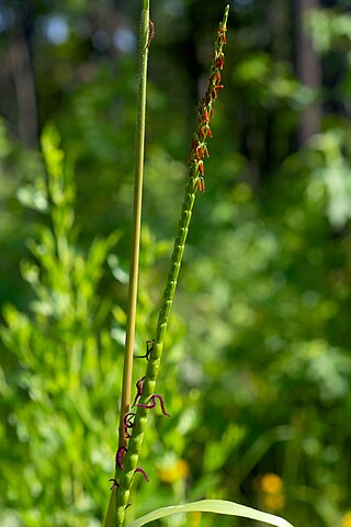 <i>Tripsacum dactyloides</i> Species of flowering plant