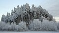 Hoar frost in Southern Norway