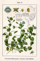 Veronica persica (as syn. Veronica tournefortii) vol. 10 - plate 47 in: Jacob Sturm: Deutschlands Flora in Abbildungen (1796)