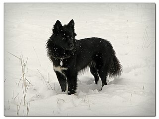 <span class="mw-page-title-main">Nenets Herding Laika</span> Dog breed