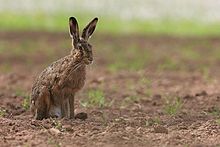 Hare on cultivated ground. The intensification of agricultural practices has caused a decline in their populations. 01-sfel-08-009a.jpg