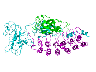 <span class="mw-page-title-main">IκBα</span> Protein-coding gene in the species Homo sapiens