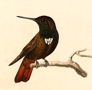 <span class="mw-page-title-main">Black-hooded sunbeam</span> Species of hummingbird