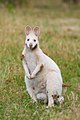 Macropus rufogriseus albino