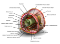 Image 13 Annelid diagram Diagram: K.D. Schroeder A cross section of a post-clitellum segment of an annelid (ringed worm); almost all segments of an annelid contain the same set of organs and parts, a pattern called metamerism. Annelids have no lungs, but rather exchange carbon dioxide and oxygen directly through the moist skin when blood reaches the extremely fine capillaries of the body walls; a dry worm cannot breathe and will die of suffocation. The worm's red blood, which does not consist of platelets or red cells but mostly of a liquid containing suspended hemoglobin, makes a circuit up and down the animal in its closed circulatory systems. More selected pictures