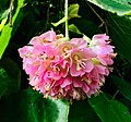 Dombeya ou Boule de neige rose.