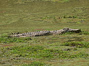 Crocodylus niloticus