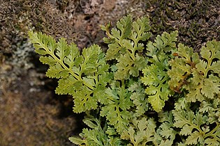 Cryptogramma acrostichoides