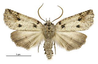 <i>Declana floccosa</i> Species of moth