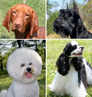 <span class="mw-page-title-main">Dog coat genetics</span> Genetics behind dog coat