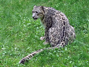 Snow leopard