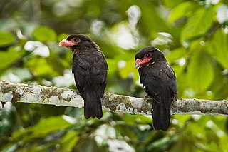 <span class="mw-page-title-main">Dusky broadbill</span> Species of bird