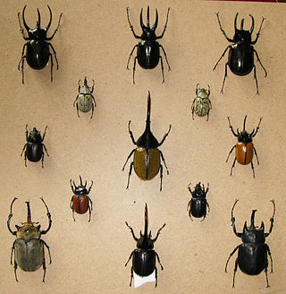 <span class="mw-page-title-main">Dynastinae</span> Subfamily of beetles