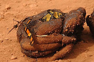 <i>Acraea uvui</i> Species of butterfly