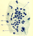 Prosencefalo, cellule piramidali (caso 4, Colorazione: tionina, ×700). Abbreviazioni: Pb1 e Pb2 = poliblasti, Py = cellule piramidali