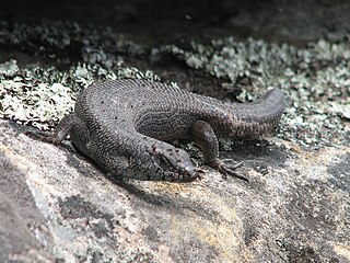 Black rock skink Species of lizard