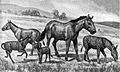 Image 29Extinct equids restored to scale. Left to right: Mesohippus, Neohipparion, Eohippus, Equus scotti and Hypohippus. (from Evolution of the horse)