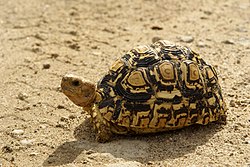 Kobe-chui (Stigmochelys pardalis)