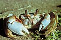 Image 19Ghost crab, showing a variety of integument types in its exoskeleton, with transparent biomineralization over the eyes, strong biomineralization over the pincers, and tough chitin fabric in the joints and the bristles on the legs (from Arthropod exoskeleton)