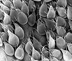 An SEM micrograph of the small intestine of a gerbil infested with Giardia reveals a mucosa surface almost entirely obscured by attached trophozoites Giardia-spp.--infected--gerbil-intestine.jpg