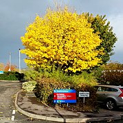 Glowing maple - geograph.org.uk - 3748965.jpg