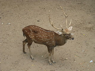 <span class="mw-page-title-main">Vietnamese sika deer</span> Subspecies of deer