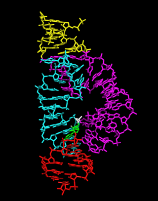 <span class="mw-page-title-main">Hammerhead ribozyme</span>