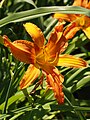 Hemerocallis 'Aglow'