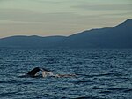 Whales in Skjalfandi near Húsavík