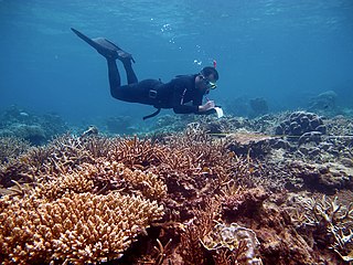 <span class="mw-page-title-main">Coral reef restoration</span> Restoration of coral reefs