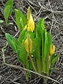 Lysichiton americanus