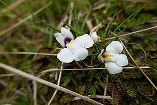 <span class="mw-page-title-main">Mazaceae</span> Family of flowering plants