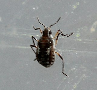 <i>Microvelia pulchella</i> Species of true bug