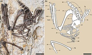 <i>Mirusavis</i> Extinct genus of birds