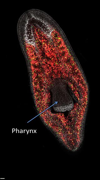 <span class="mw-page-title-main">Neoblast</span> Planarian regeneration proliferative cells