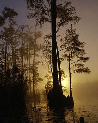 <span class="mw-page-title-main">Okefenokee National Wildlife Refuge</span> Nature center in Folkston, Georgia, USA