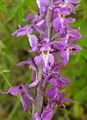 Orchis mascula Lithuania