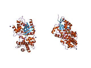 <span class="mw-page-title-main">GoLoco motif</span> Protein structural motif