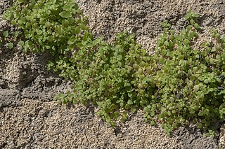 <i>Parietaria cretica</i> Species of plant