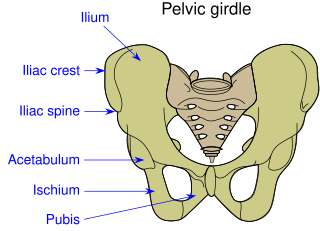 <span class="mw-page-title-main">Acetabulum</span> Cavity where the thigh bone (femur) articulates with the pelvis