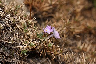 Phlox diffusa