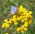 With butterfly Polyommatus icarus, nearby Rädigke, Germany