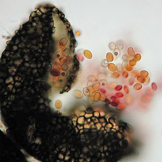 <i>Pseudallescheria boydii</i> Species of fungus