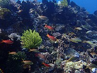 Underwater seascape with bright crinoid and tropical fish