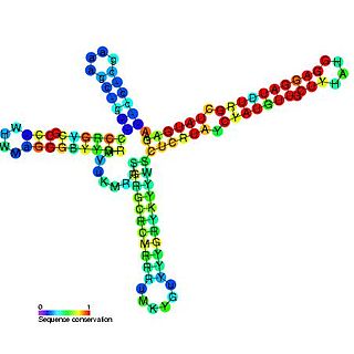 <span class="mw-page-title-main">Repression of heat shock gene expression (ROSE) element</span>