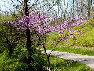 <i>Cercis canadensis</i> Species of tree