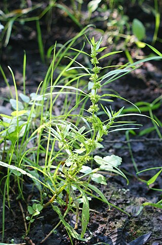 <i>Rumex palustris</i> Species of flowering plant