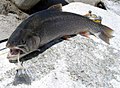 Arctic char Salvelinus alpinus fjeldørred NONE