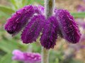 Salvia leucantha 'Midnight'